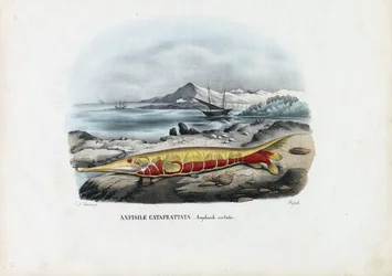 Poisson-crevette, 1863-79